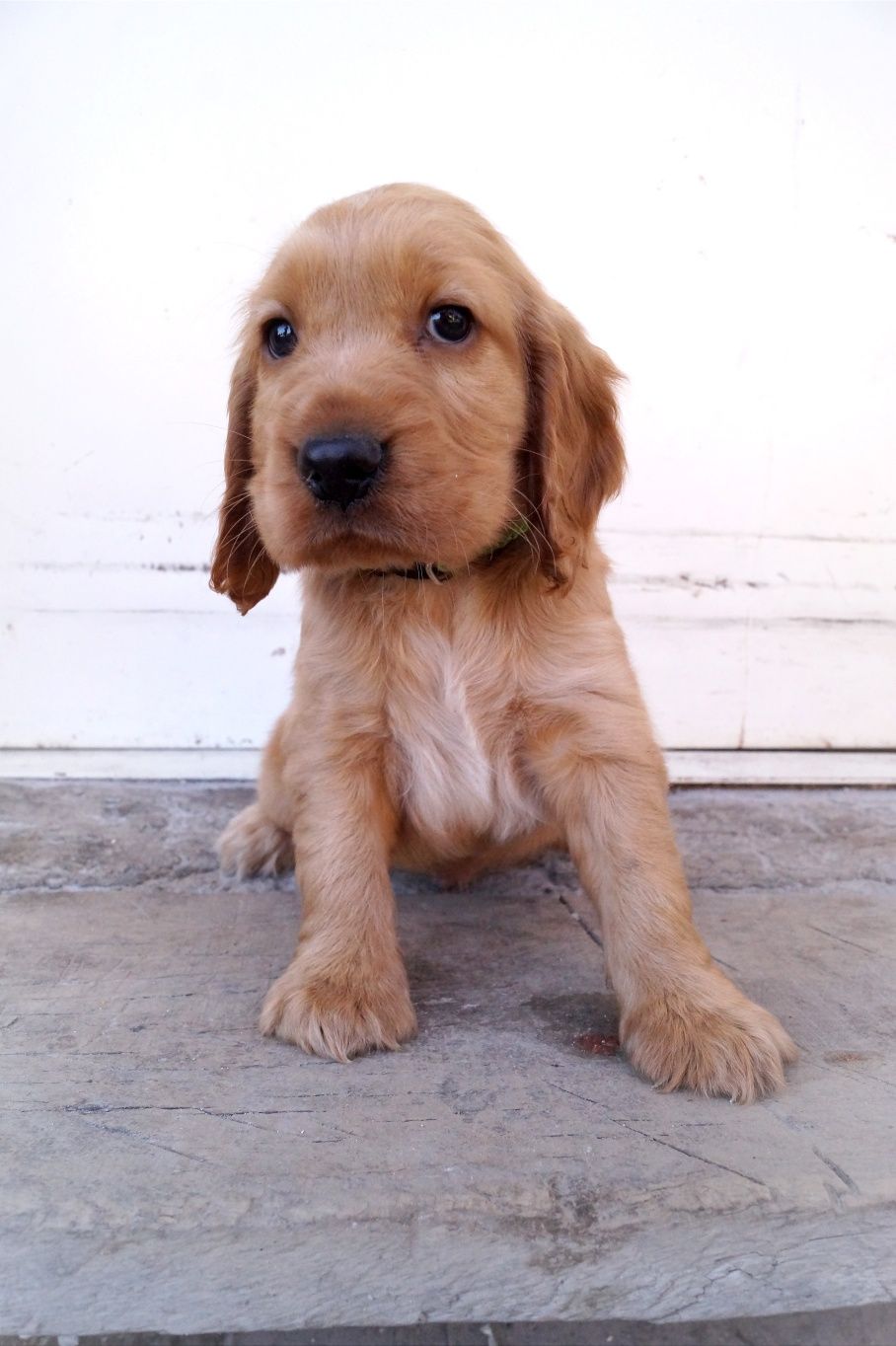 Śliczny szczeniak Cocker spaniel