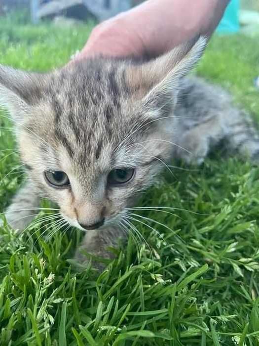 piękny dwumiesięczny kotek szuka domku