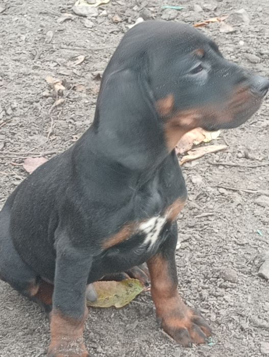 Piesek Gończy Polski