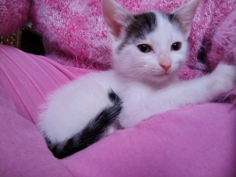 Kotek Gapcio szuka kochanego domku