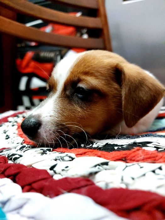 Джек-рассел-терьер