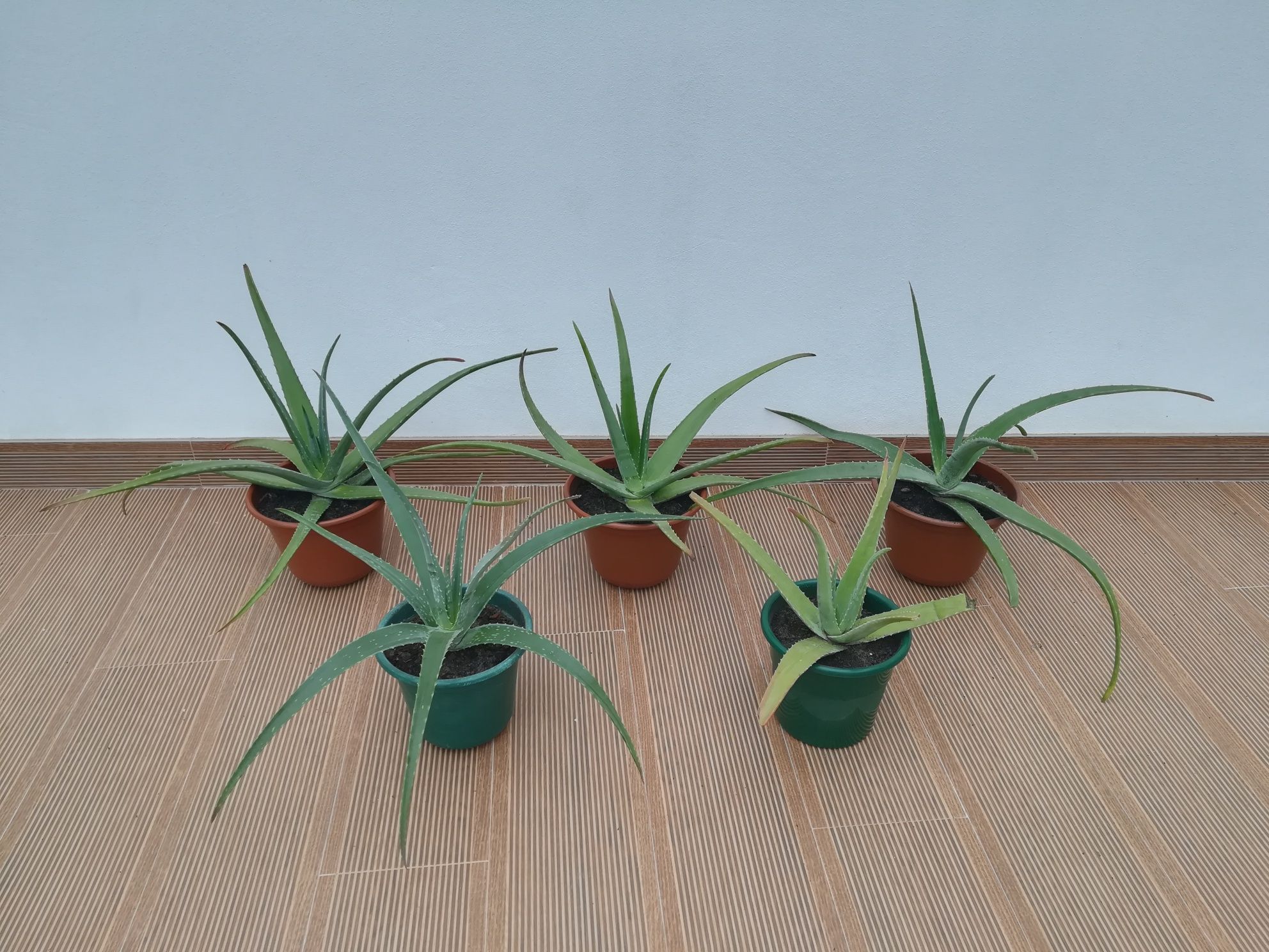 Plantas Aloe Vera