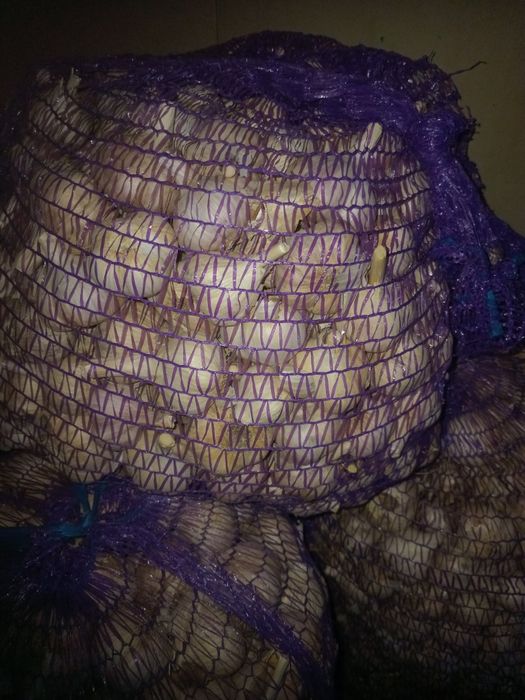 Часник зимовий...