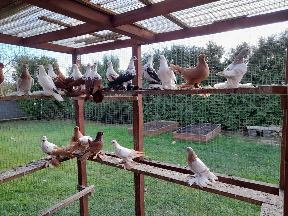 Gołębie ozdobne widyny