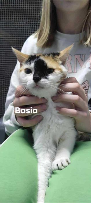 Basia szuka domu