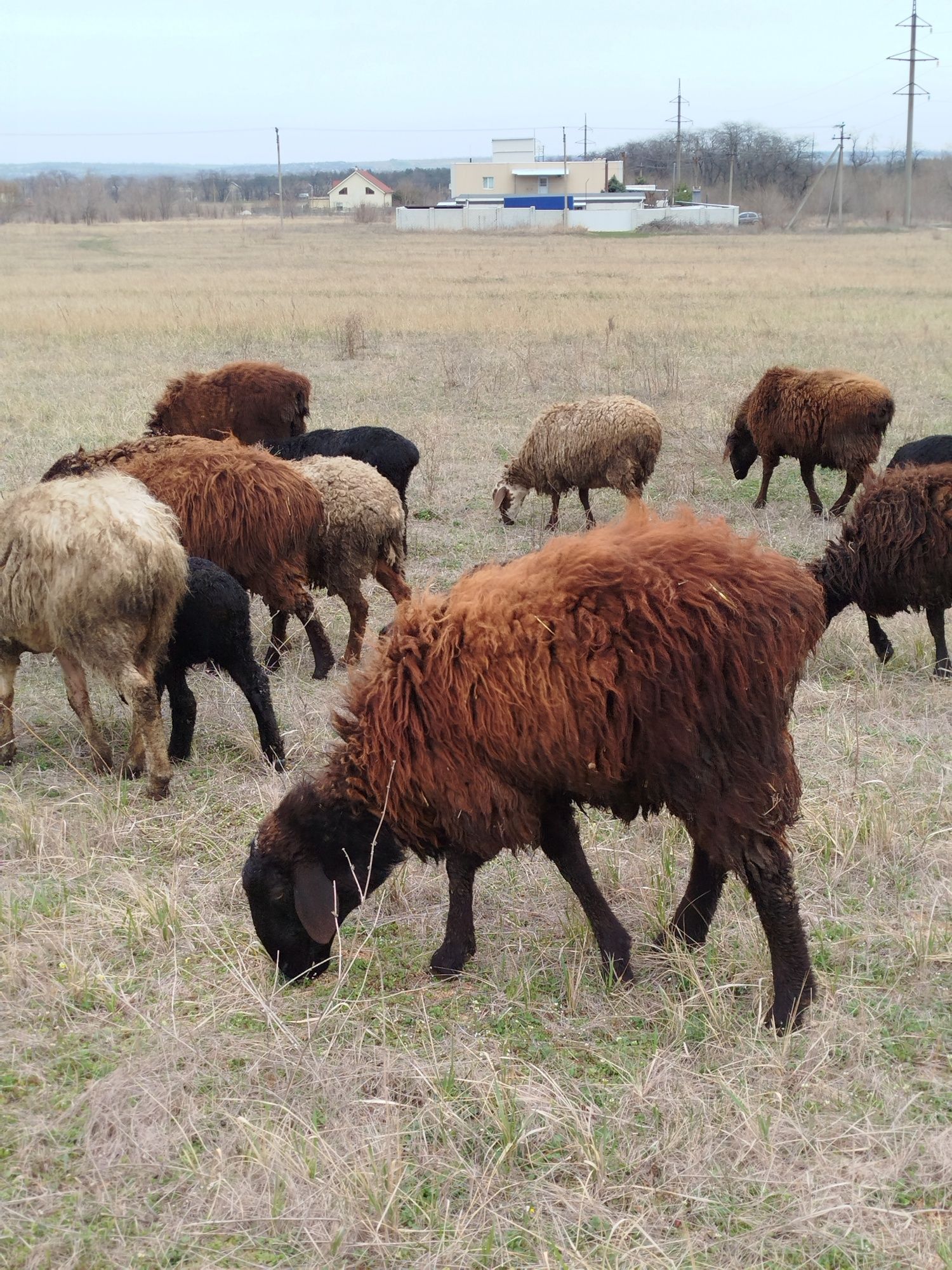 Барани, вівці курдючні