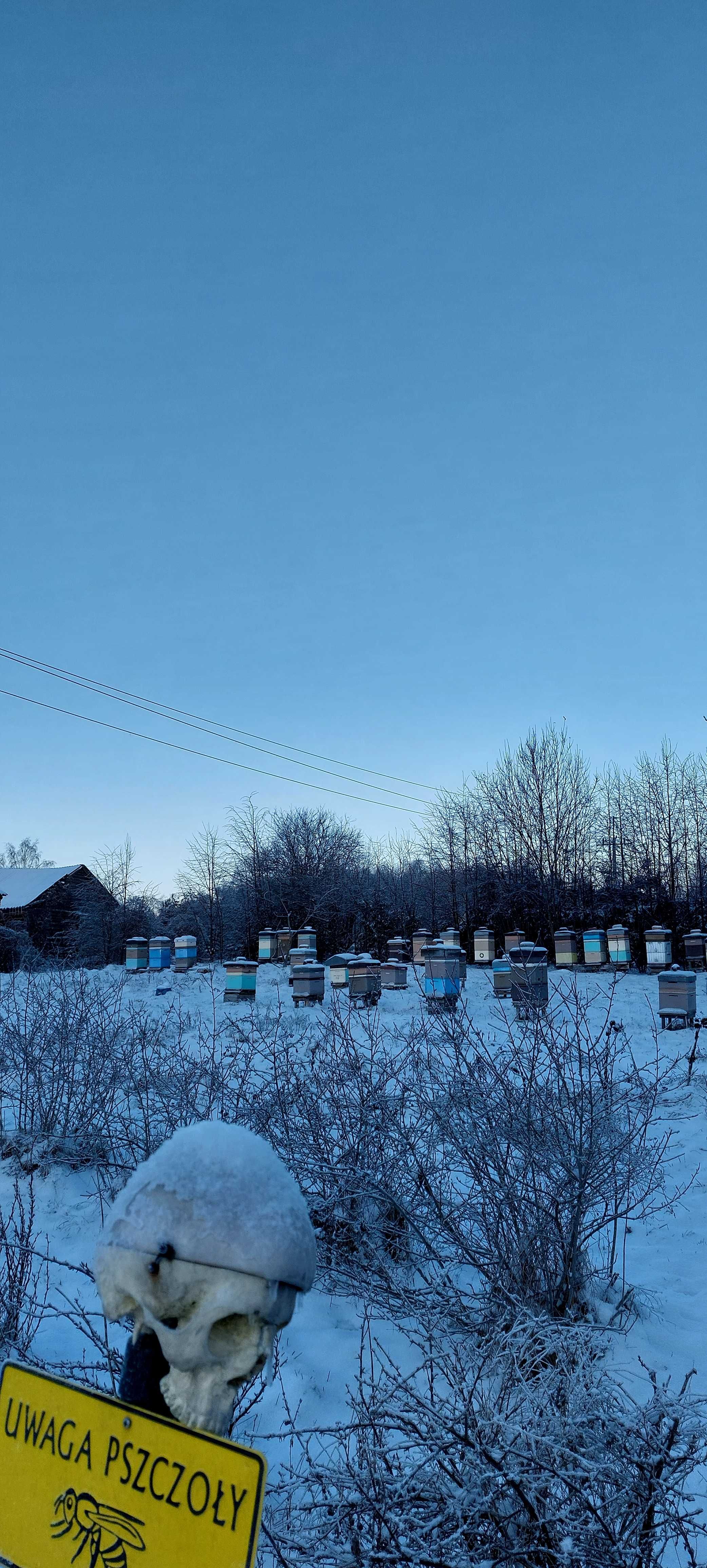Pszczoły przezimowane na ramce wielkopolskiej,oraz odkłady 2024