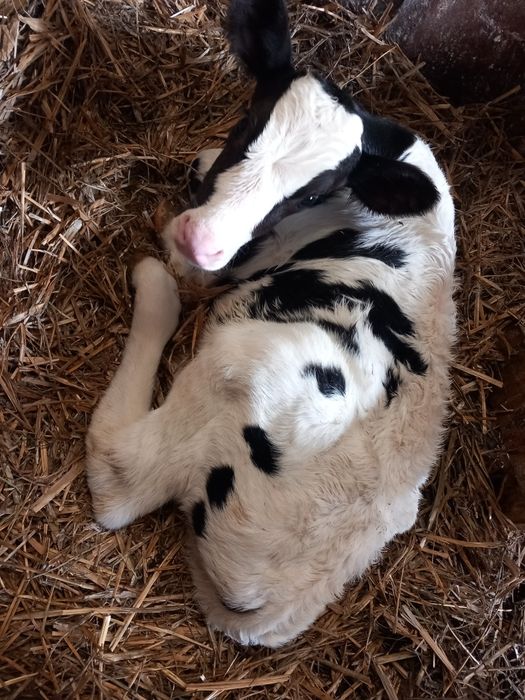 Byczek , byk , cielak