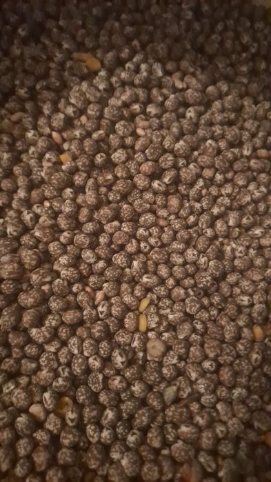 Łubin gorzki wąskolistny niebieski.