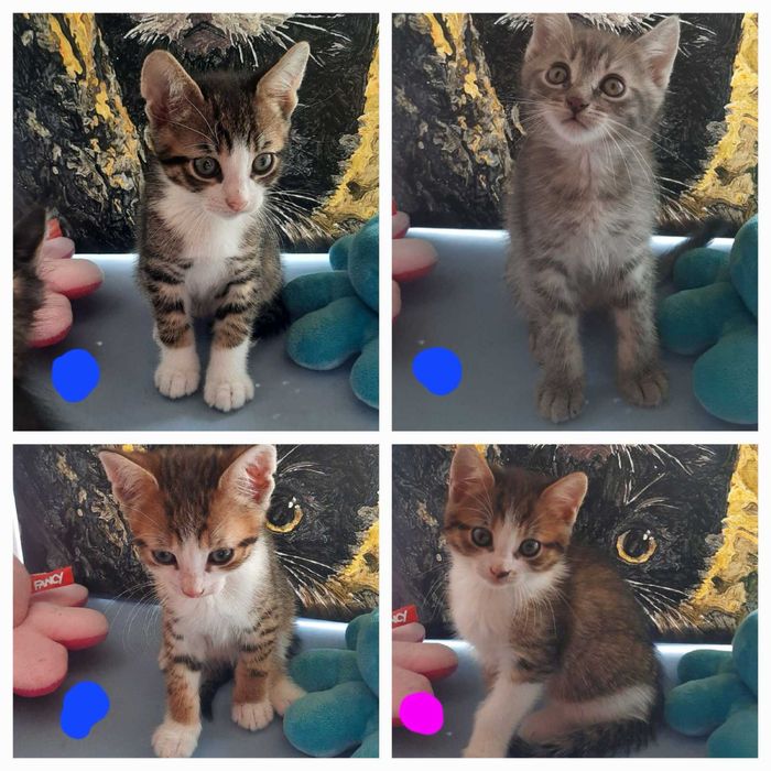 Візьміть котика чи кицю для взаємотурботи