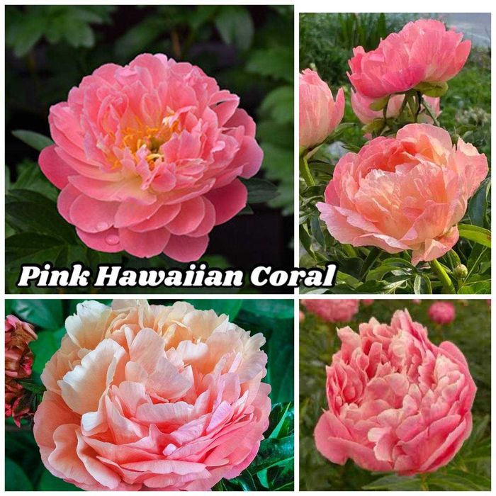 Півоній. Пионы, Ціна по закупці в Голландії