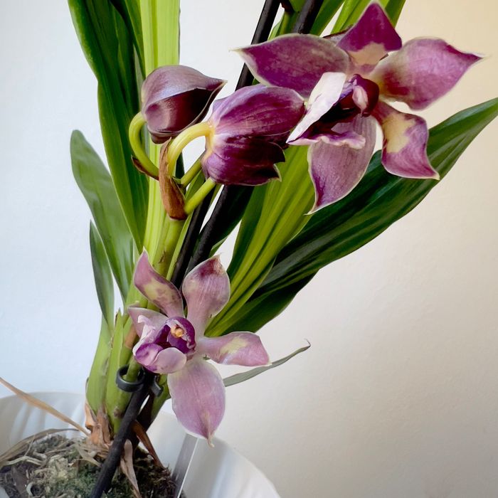 Sprzedaż storczyków