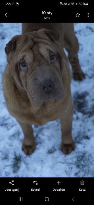 Eter Shar Pei, czarny z rodowodem,  po zagranicznych rodzicach FCI