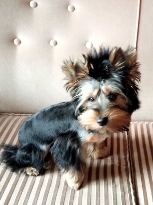 Yorkshire terrier chłopczyk Billy
