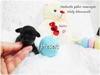Mini XS! Piesek Ratlerek Pinczer miniaturowy z Rodowodem Do REZERWACJI