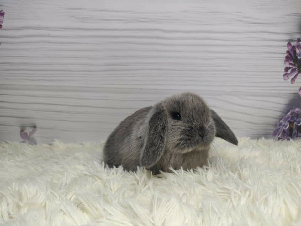 Urocze króliczki Mini Lop.