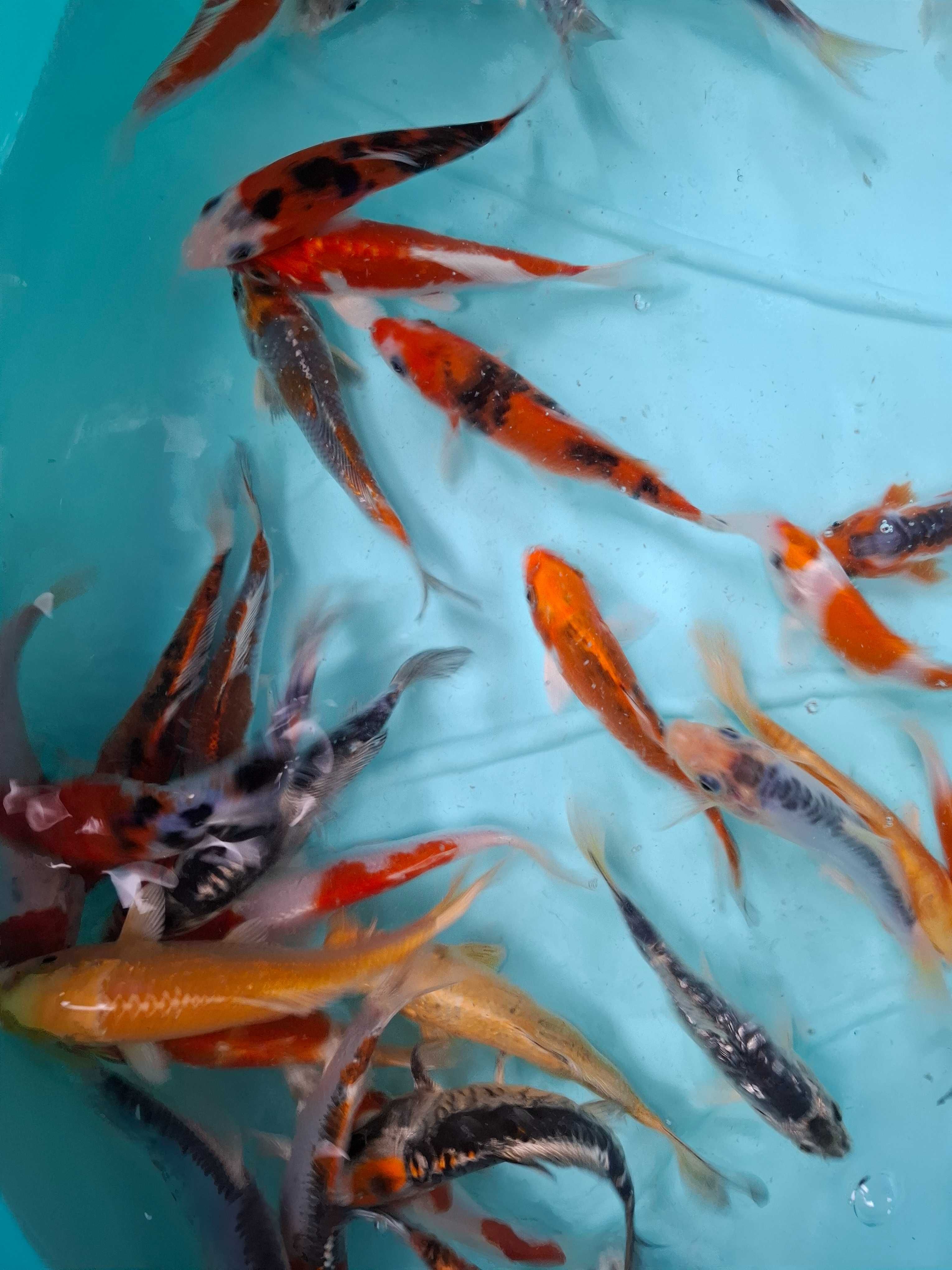 Carpas koi 12/15cm