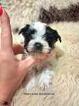 NAJPIĘKNIEJSZY KRÓLEWICZ White&Black Yorkshire terrier !