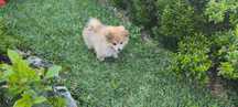 Spitz alemão anão Lulu da Pomerânia criado em ambiente familiar