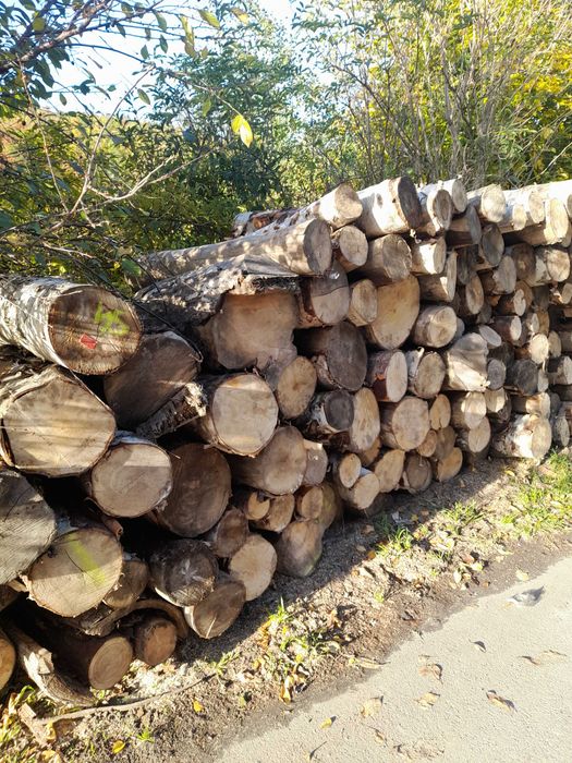 Drewno brzoza sezonowana