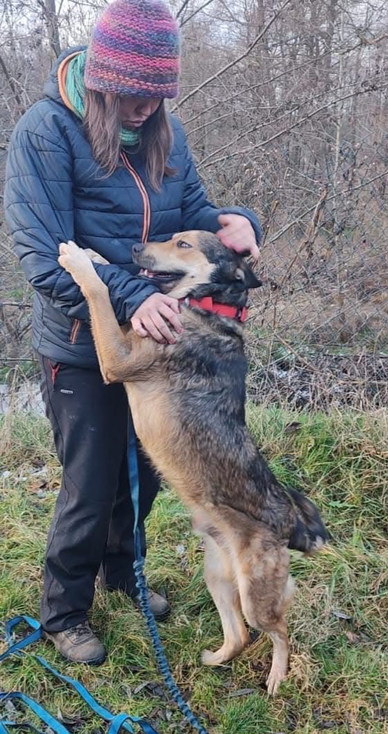 Duży pies szuka domu, mix husky