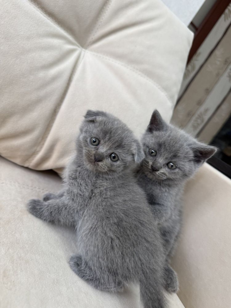 Шотландські кошенята
