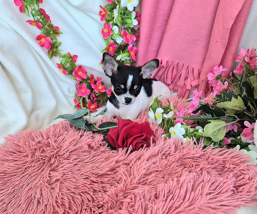 Śliczny Piesek Chihuahua!
