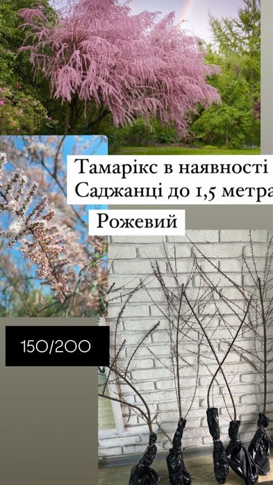 Тамарікс рожевий білий і рожевий саджанці