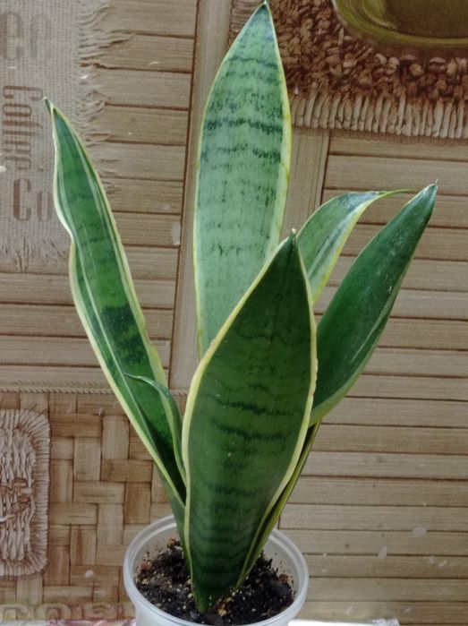 Сансевиерия Лонг лиф  Перл Янг Виена Зиберт вар Зебра Голод флейм