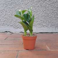 Peperomia magnoliifolia 22cm