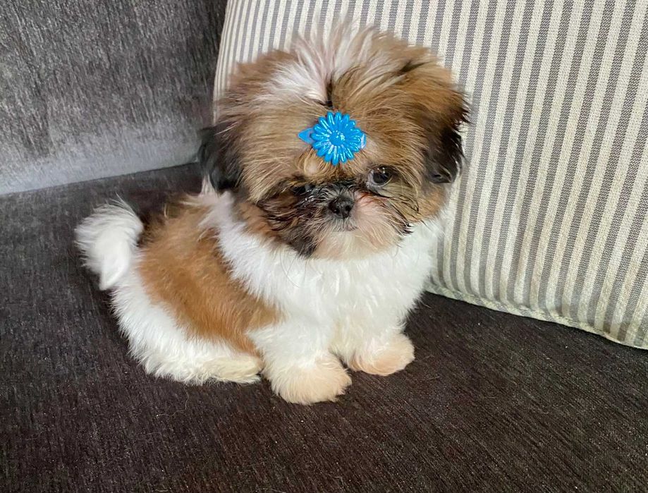 Shih-Tzu  Macho Top