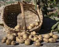 QUASE ESGOTADA| Batata de Montalegre.
