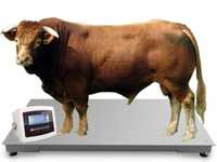 Waga Inwentarzowa do ważenia bydła krów byka 1,0x2,2 5T SOLIDNA
