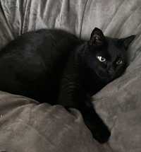 Котик черный мальчик