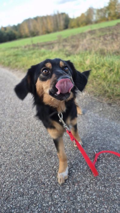 Łąka - mloda, delikatna suczka w tylko jamniczka długowłosego