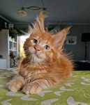 Maine coon kocięta kotka
