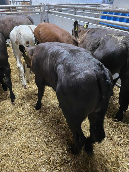 Sprzedam 12 jałówek samodzielnych dostawa cała Polska