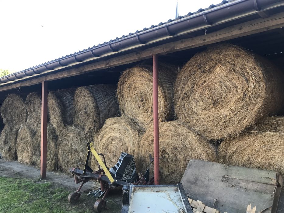 Siano tegoroczny zbior 2025