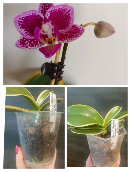 Орхідеї  домашні