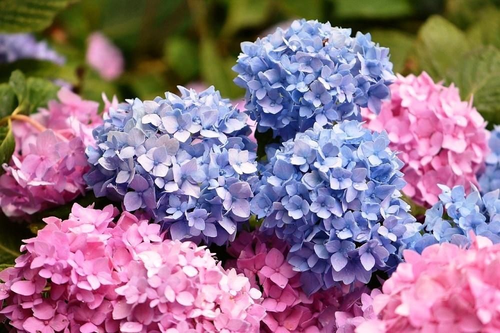 Сульфат алюмінію 1кг (для зміни кольору гортензій), Осмокот