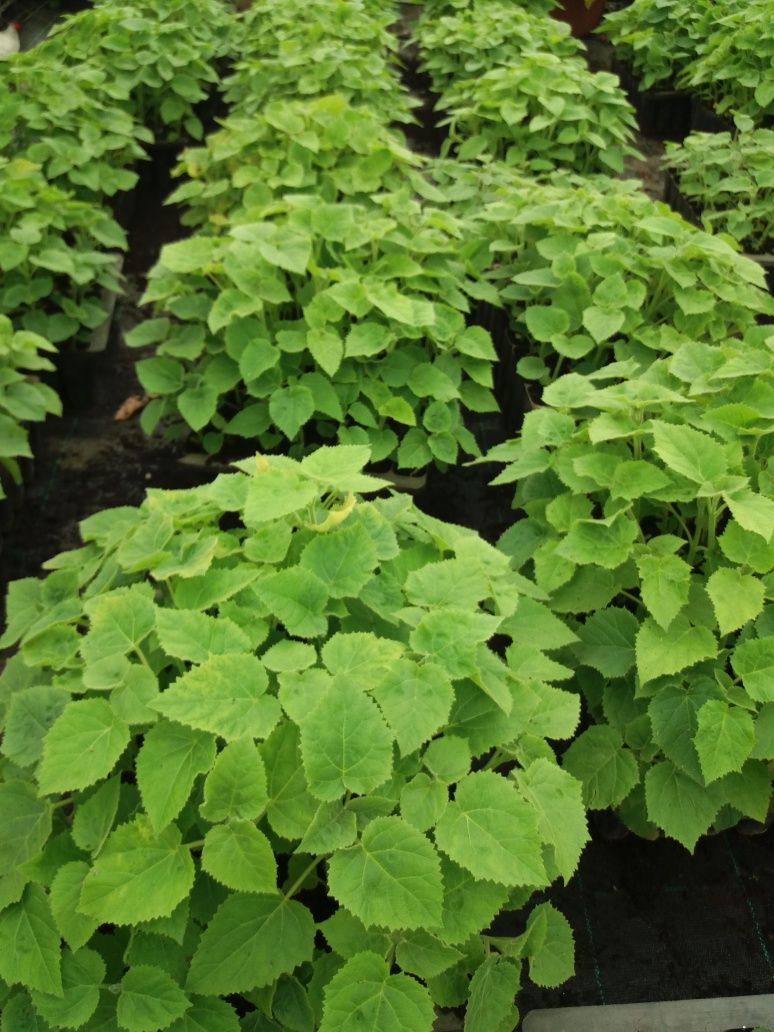 Paulownia Shan Tong e Elongata