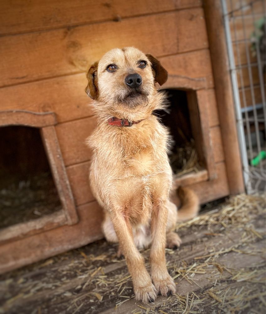 Terrier , 3 letni, łagodny, niesmiały Bingo adopcja