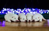 Samoyed/ Samojed  Magiczny Zakatek Syberii FCI