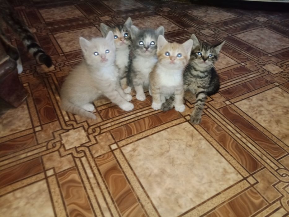 Отдам котят. Мальчик и 4 девочки.