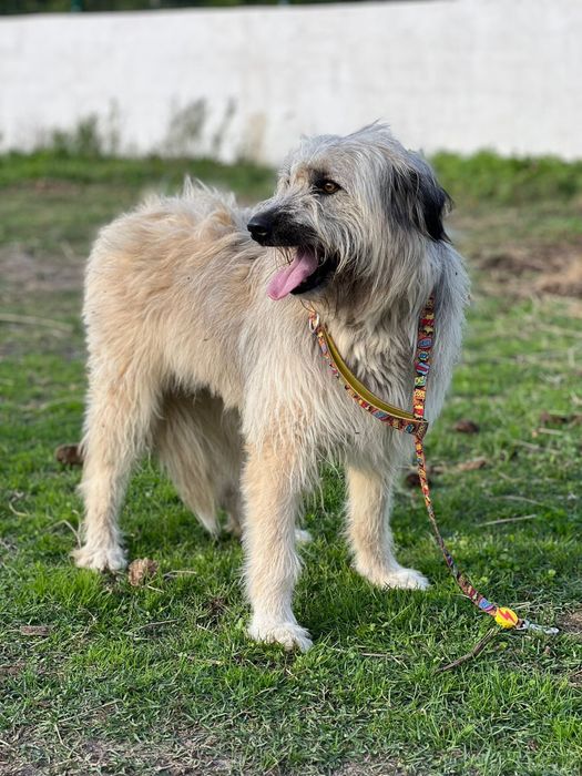 Madona - xSerra de Aire para adoção