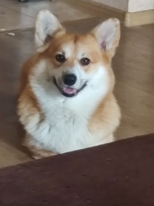 Корги кабель 1 вязка