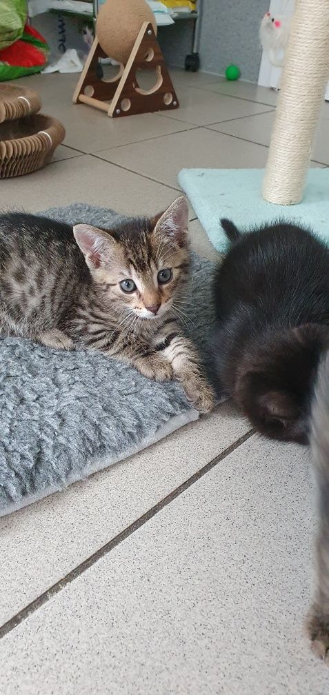 Miluś do adopcji