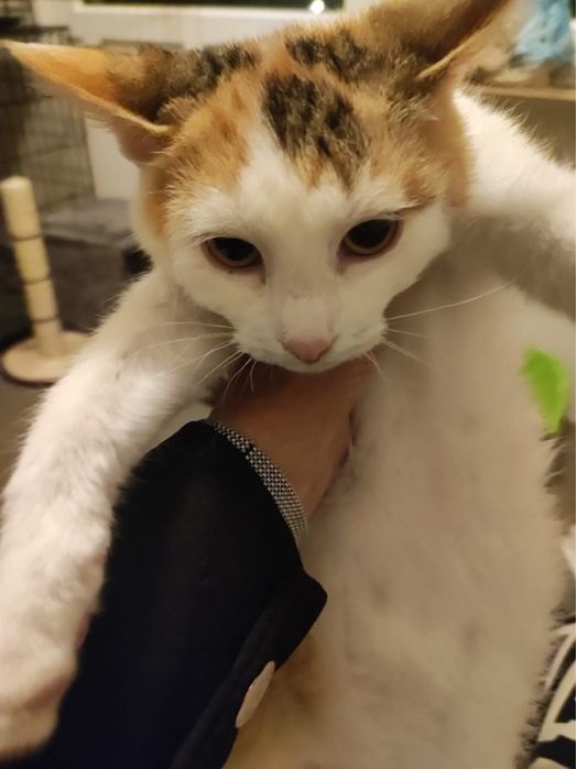 Lena i Lutek kot koty kociaki do adopcji oddam