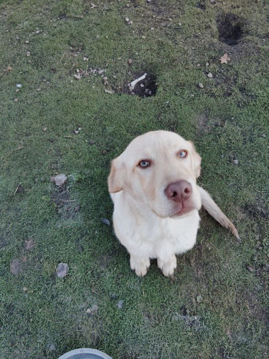 Piesek Labrador Biszkoptowy