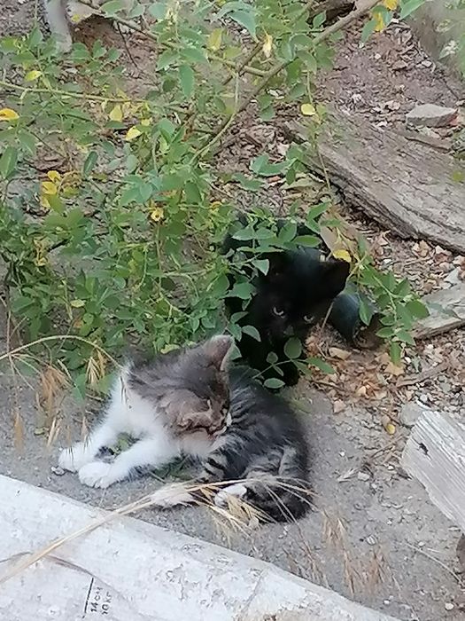 Дарю котят в добрые руки